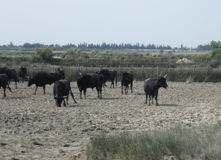 097 Toros de la Camargue