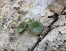 025 ombligo de venus